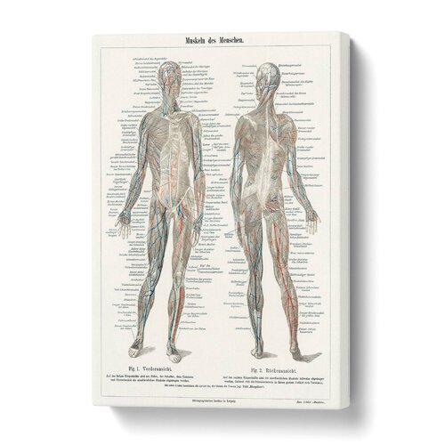 Happy Larry Leinwandbild Menschliche Anatomie auf Deutsch | Wayfair.de